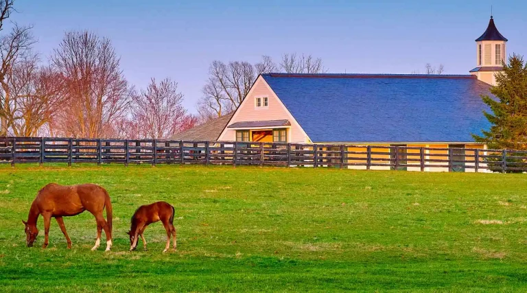 Mare and foal grazing in a pasture in front of a horse barn